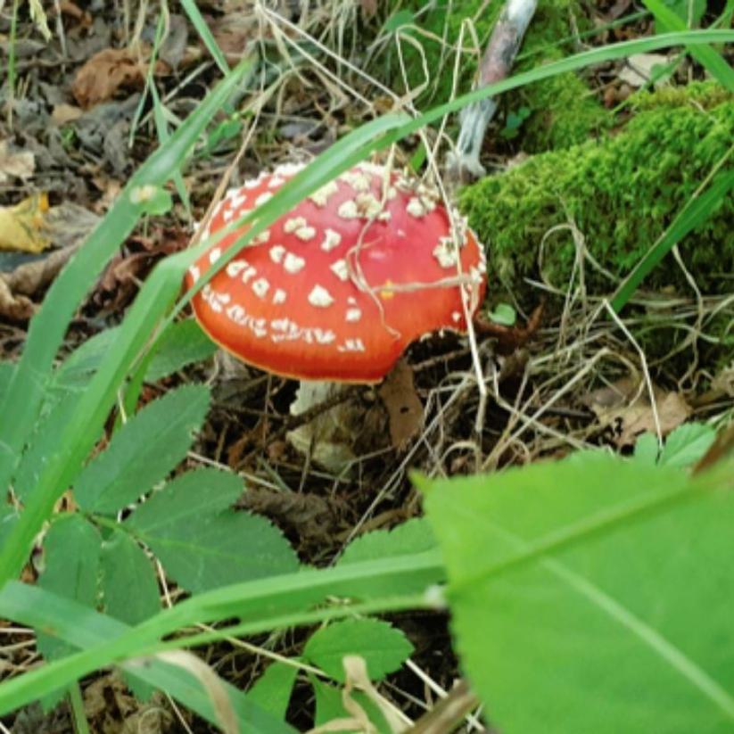 F Ly Agaric