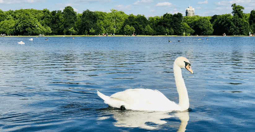 Looking at a swan in the Serpentine at hyde park