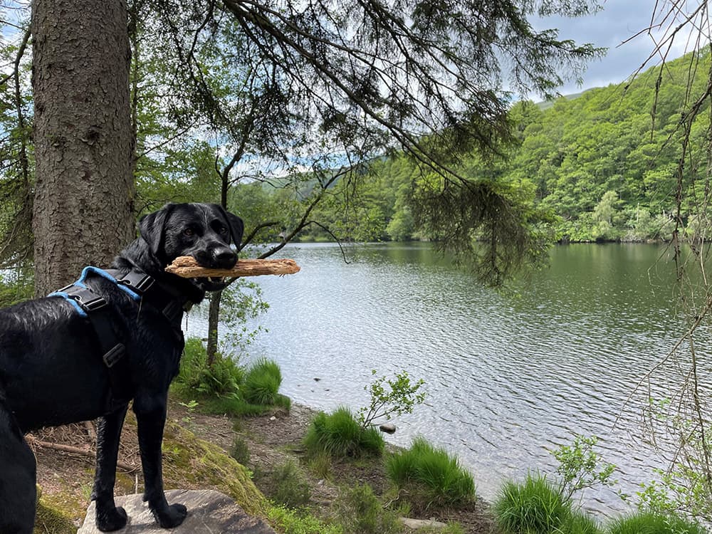 dog enjoying views loch ard walk